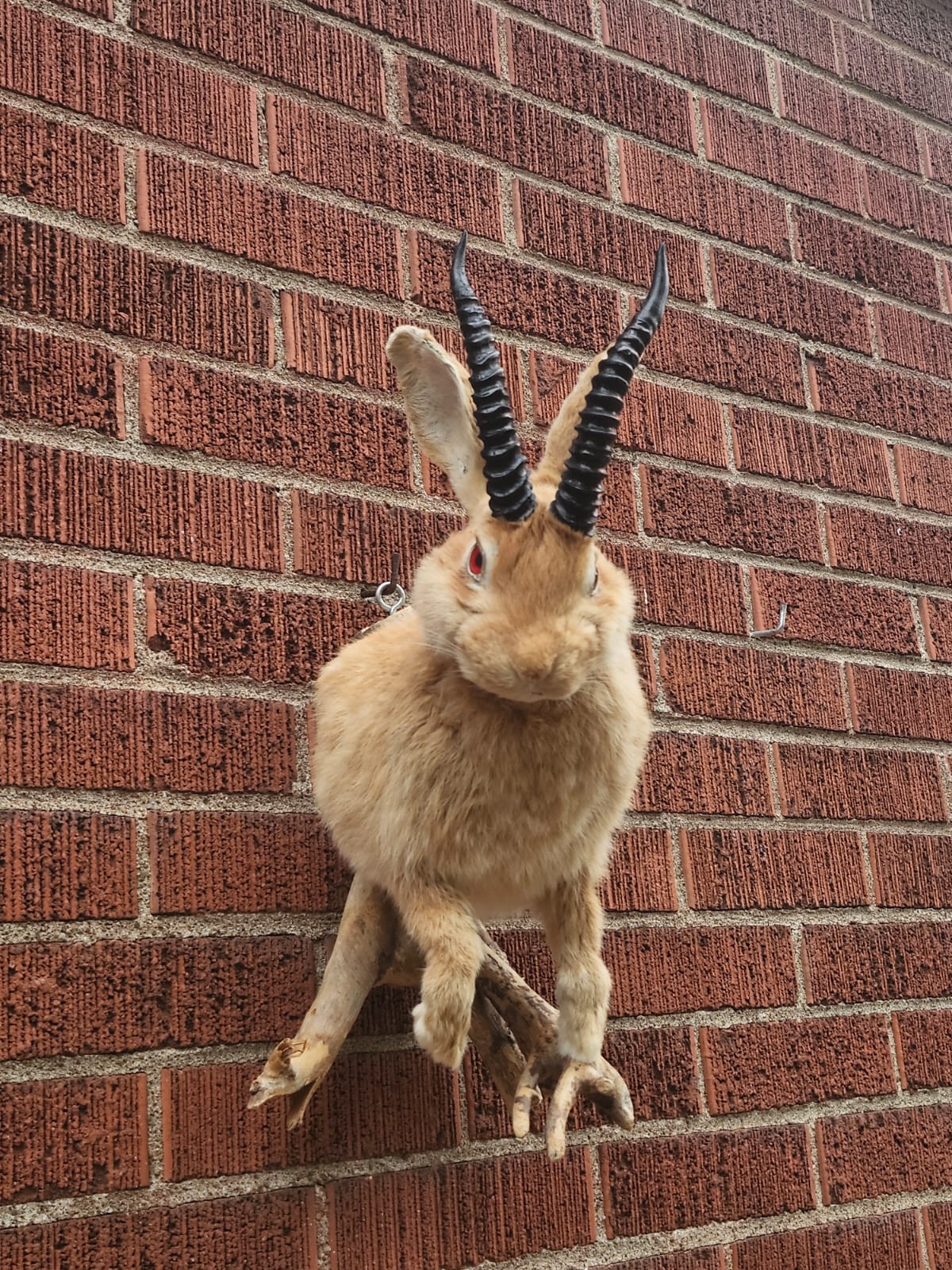Shoulder mount jackalope taxidermy, wall mount rabbit