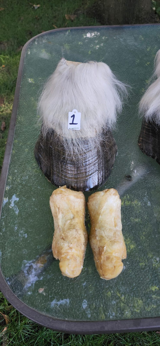 Horse hoof taxidermy, educational piece