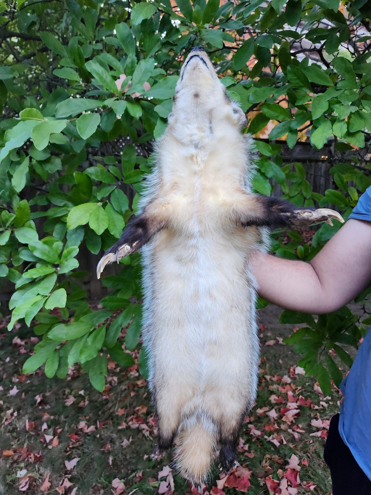 Floppy soft mount badger taxidermy