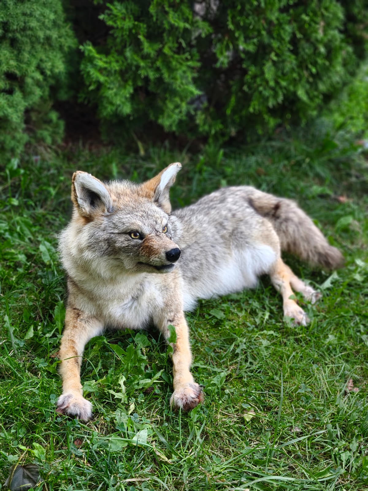 Fully posable soft mount coyote taxidermy