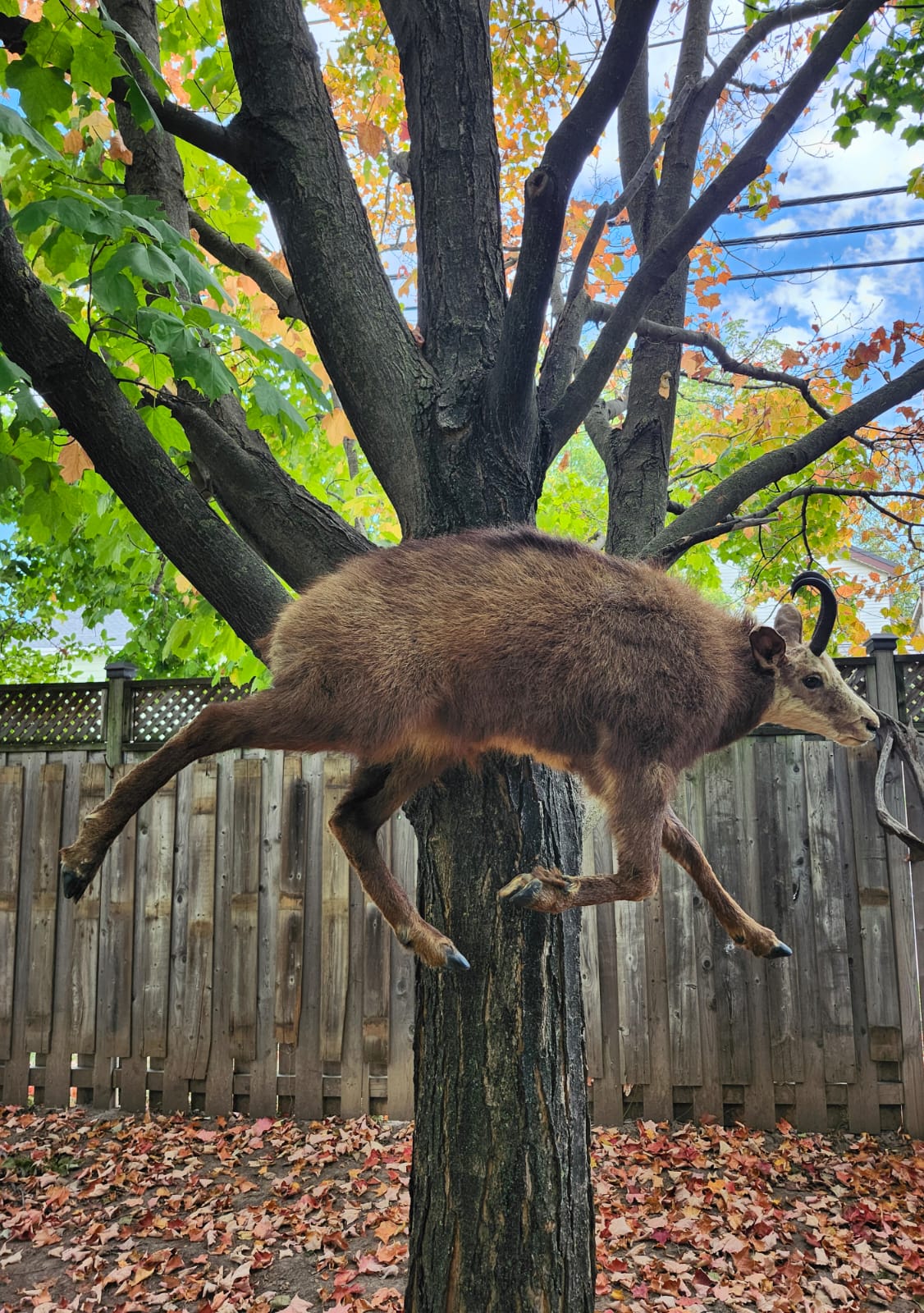 Wall mounted full body chamois