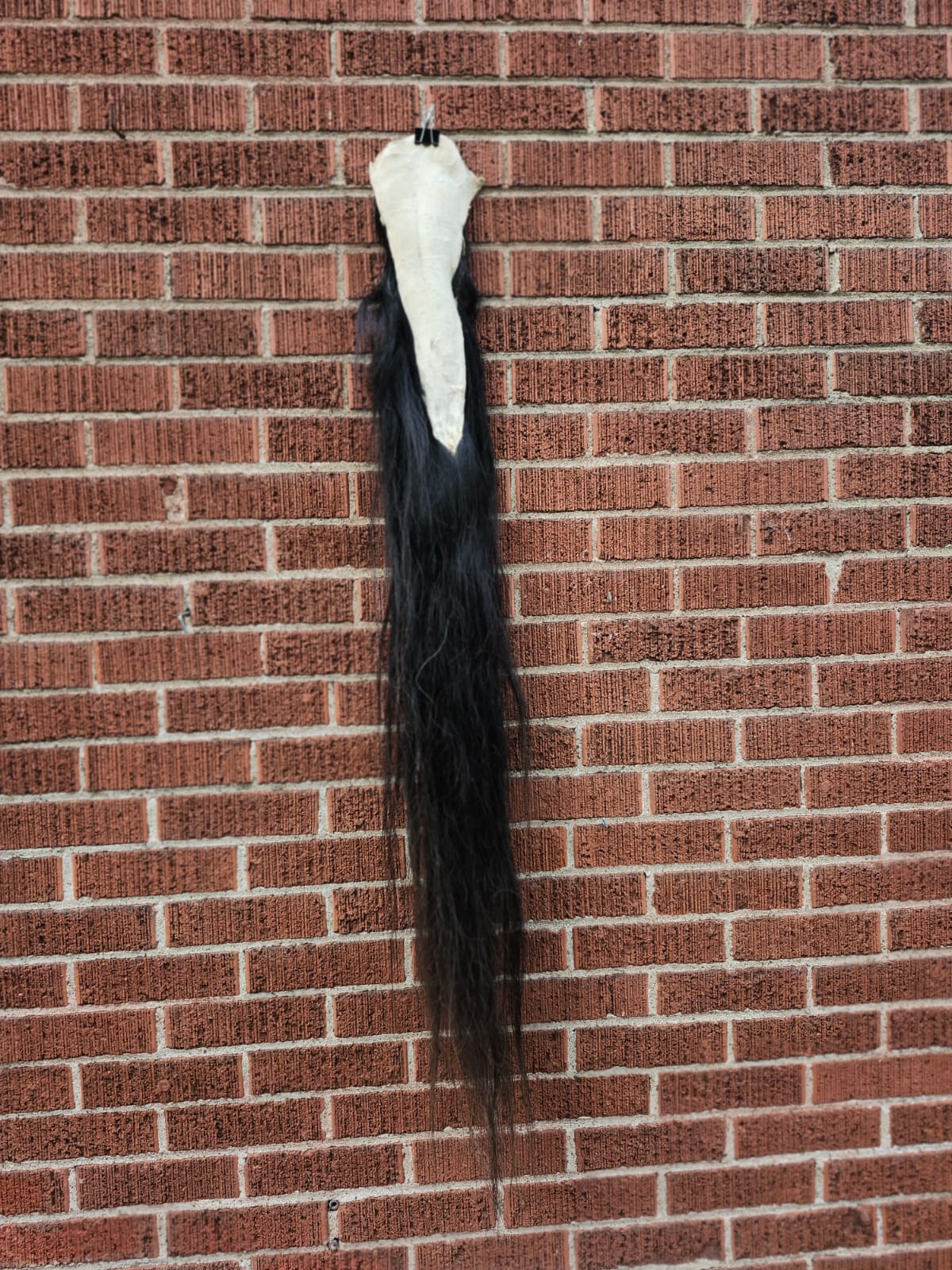 Long black horse tail taxidermy