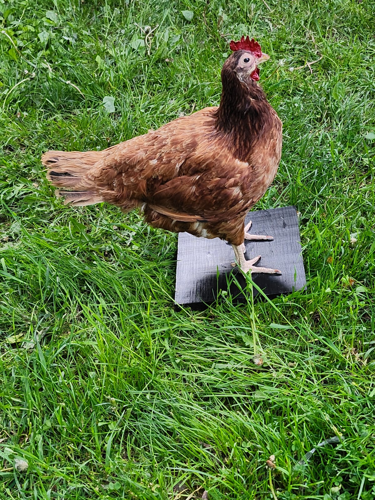 Standing rooster taxidermy, chicken taxidermy
