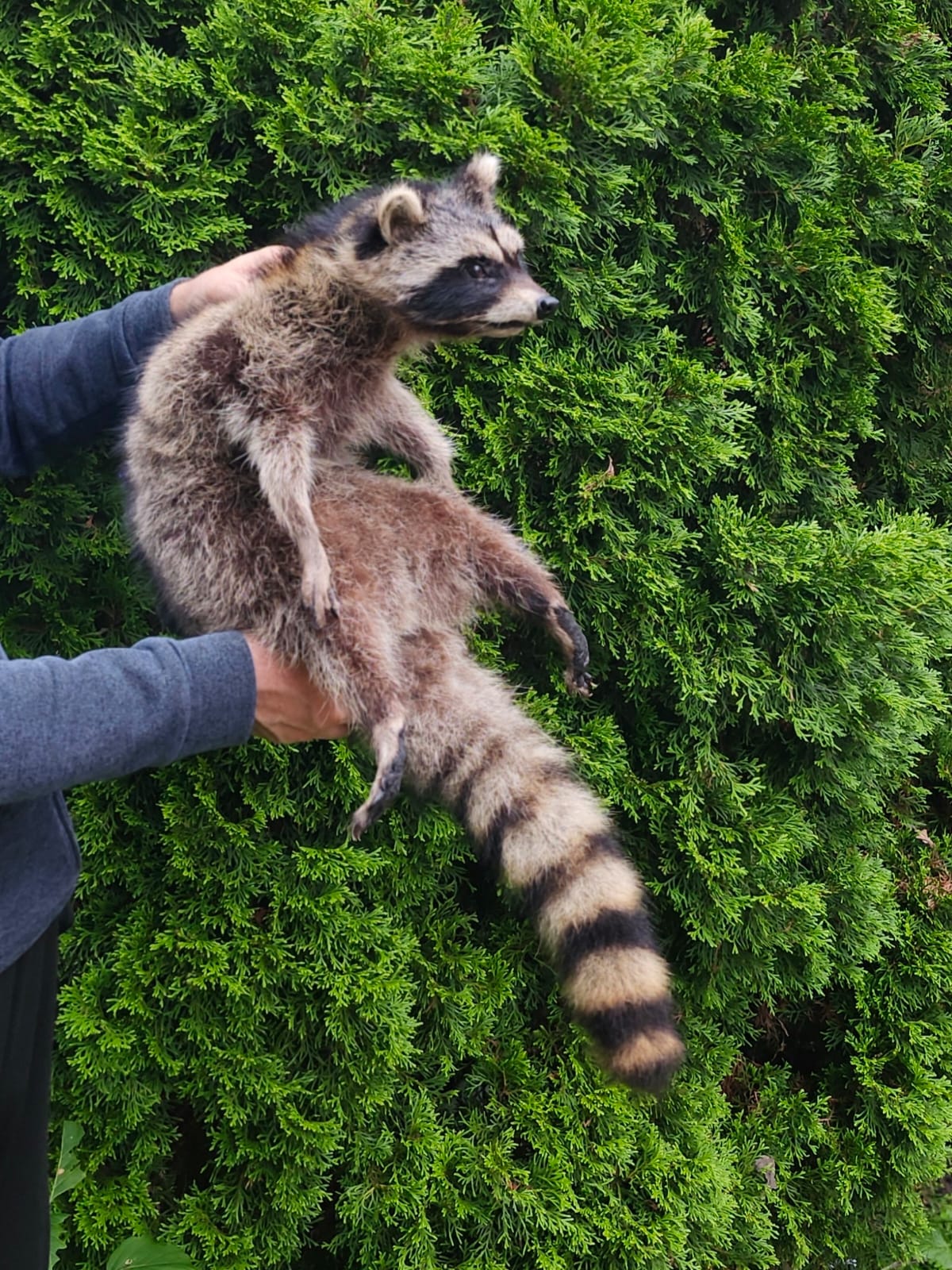 Soft mount large raccoon taxidermy