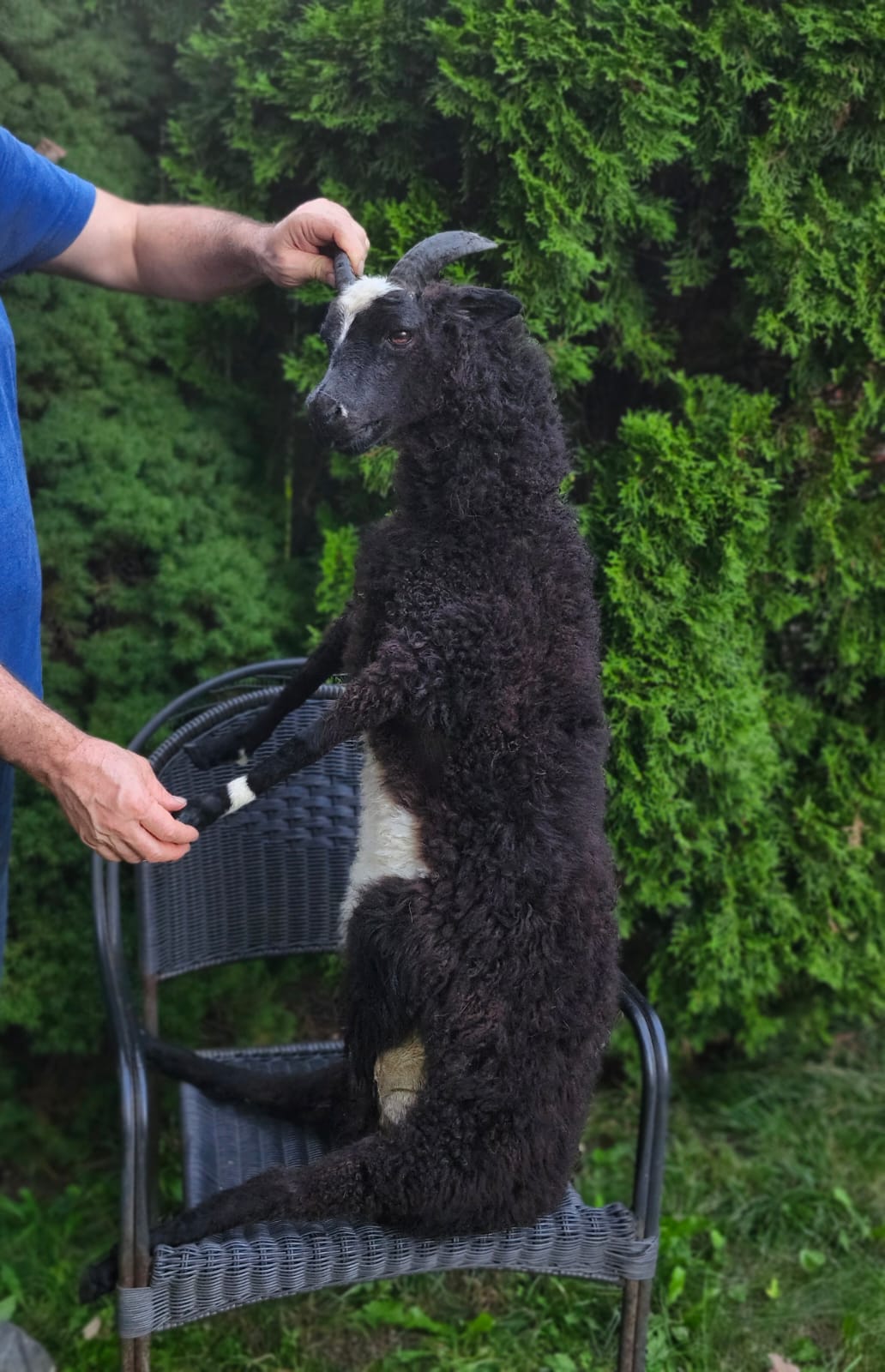 Black soft mount sheep taxidermy with horns