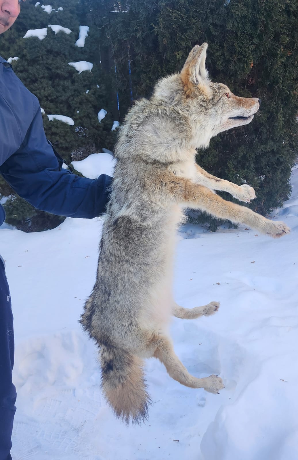 Pose-able soft mount coyote taxidermy