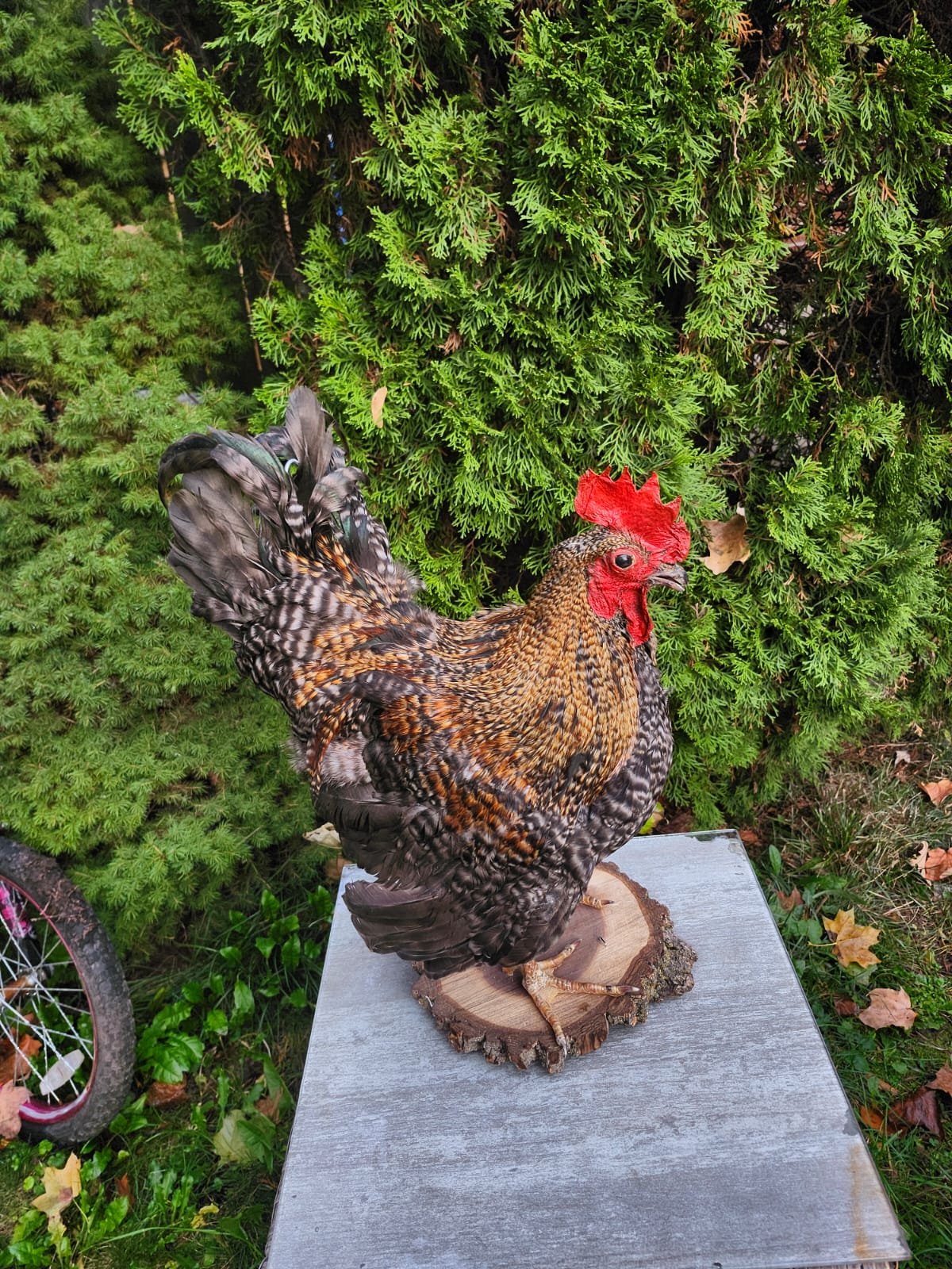 Standing rooster taxidermy, chicken taxidermy