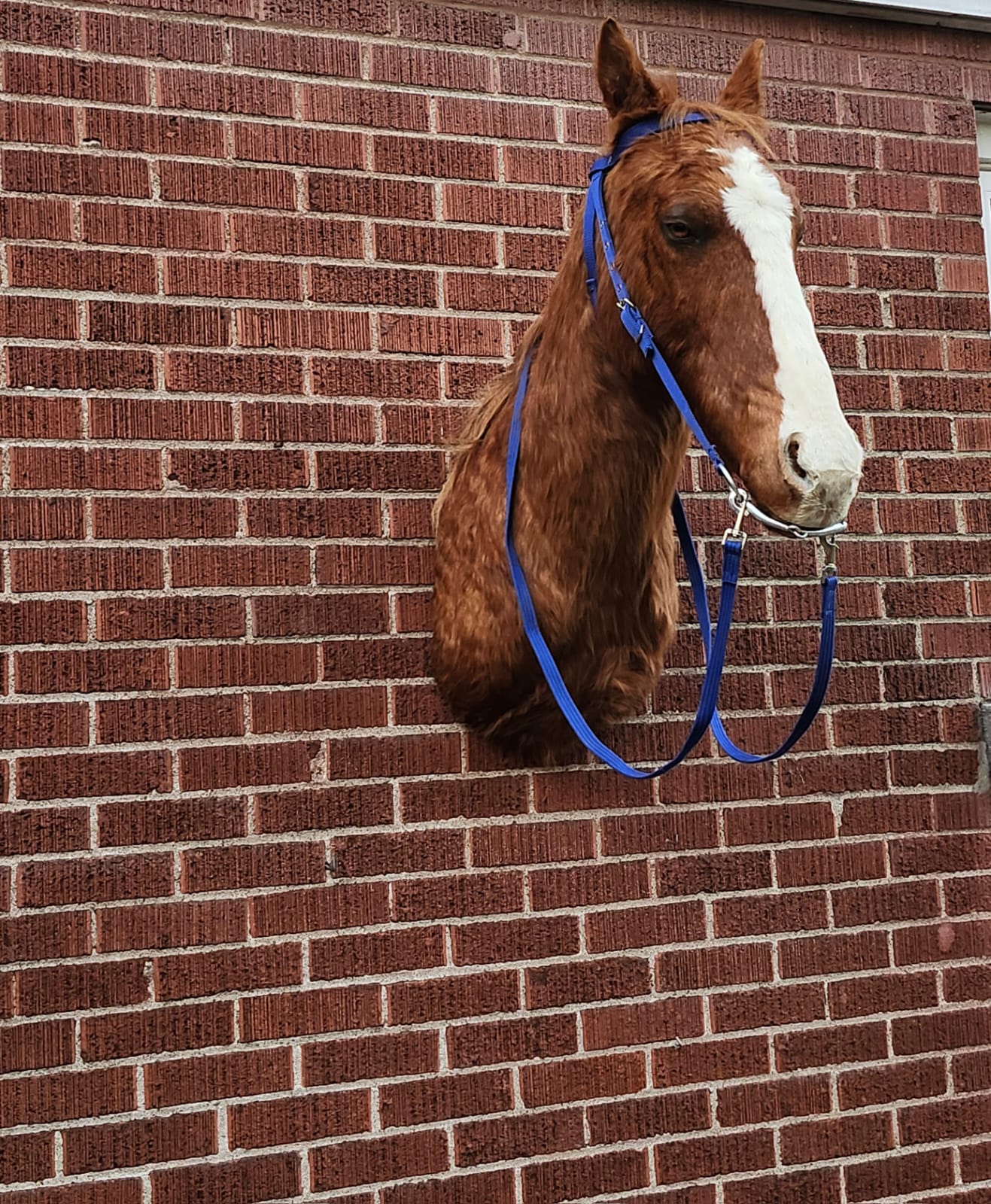 Shoulder mount horse taxidermy