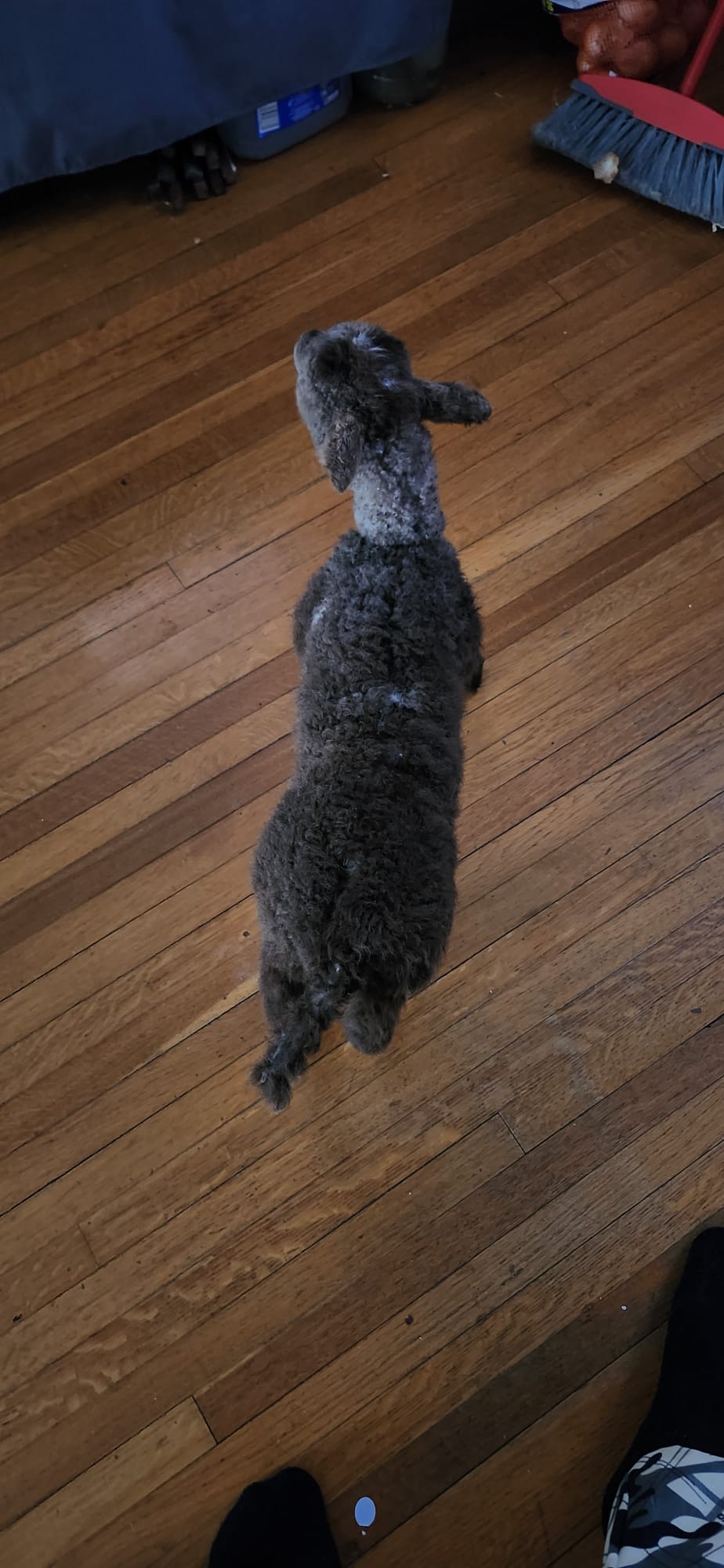 Fully posable soft mount baby lamb / goat / sheep taxidermy