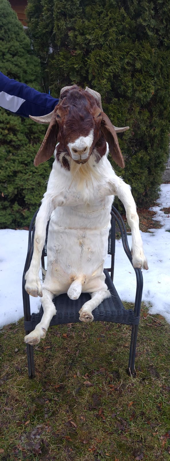 Soft mount very large goat taxidermy