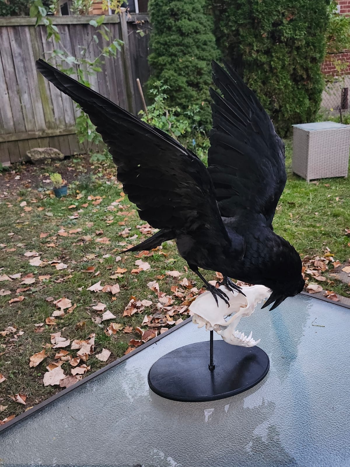 Carrion crow taxidermy standing on a coyote skull
