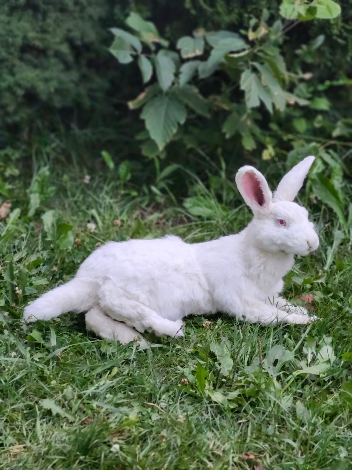 Fully posable XXL soft mount white rabbit taxidermy