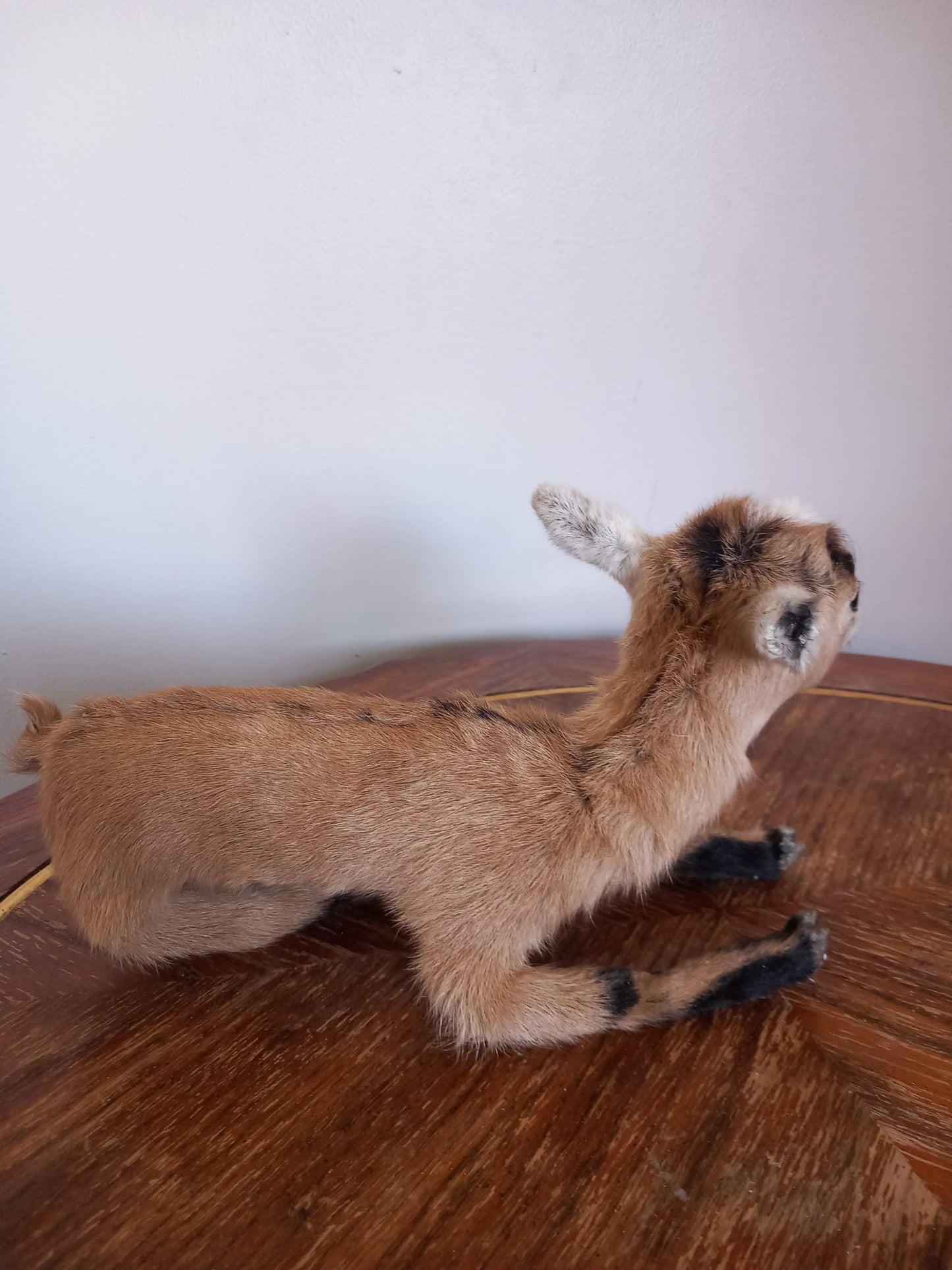 Fully Posable soft mount baby goat taxidermy