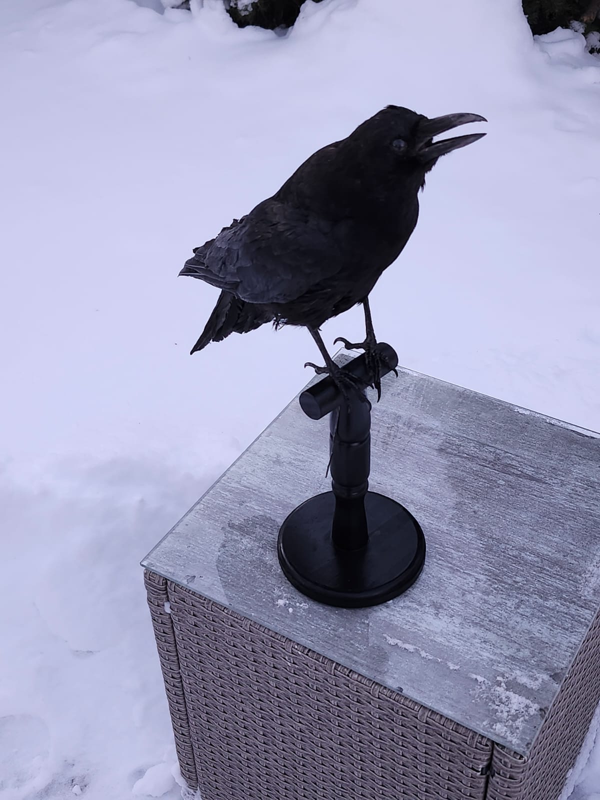 Carrion crow taxidermy