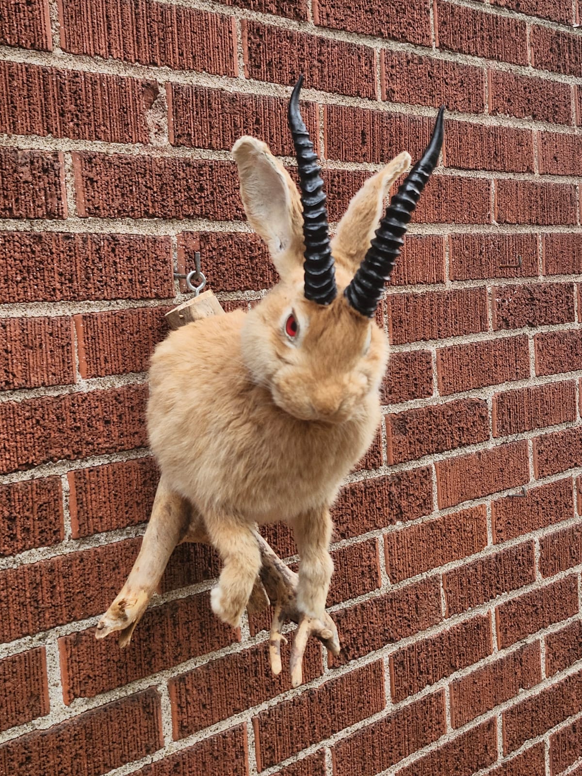 Shoulder mount jackalope taxidermy, wall mount rabbit