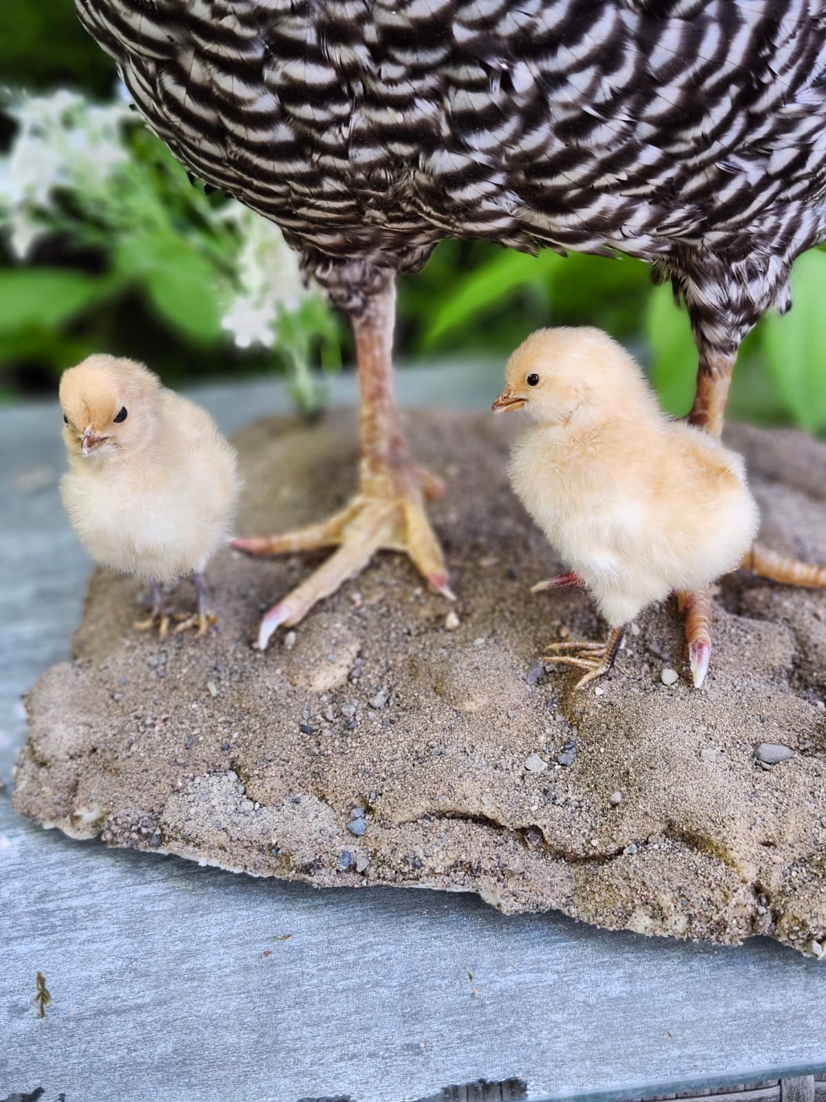 Standing chicken taxidermy with two chicks, rooster, hen