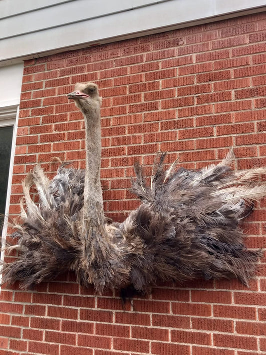 Wall mounted ostrich taxidermy