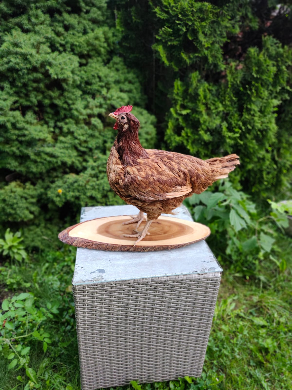 Chicken, rooster, hen taxidermy