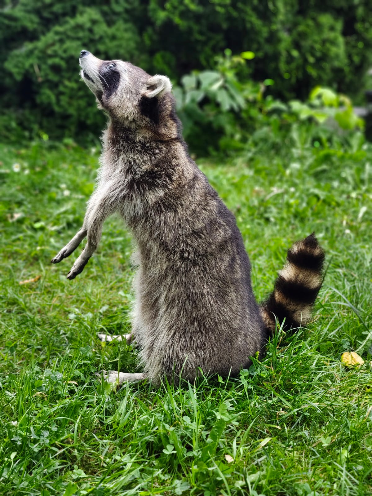 Fully Posable large soft mount raccoon taxidermy