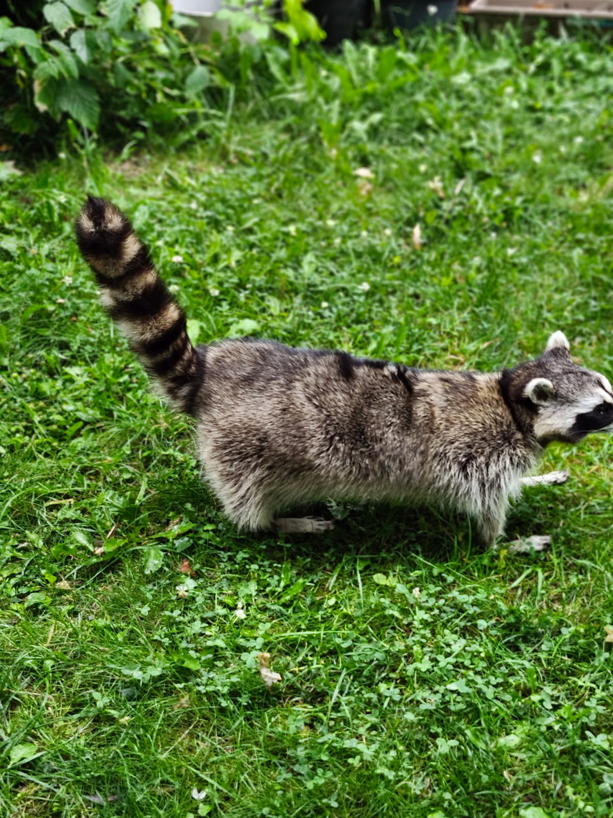 Fully Posable large soft mount raccoon taxidermy