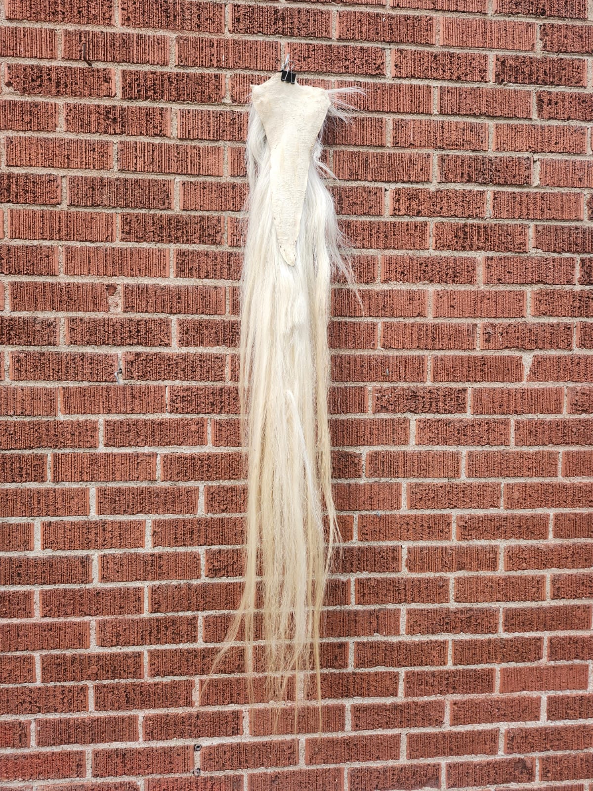 Long white horse tail taxidermy