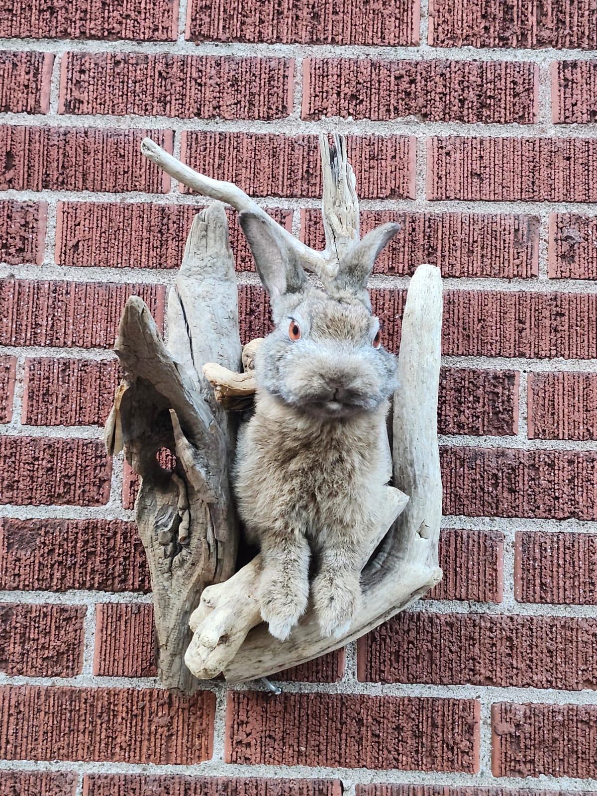 Shoulder mount rabbit / bunny / jackalope taxidermy