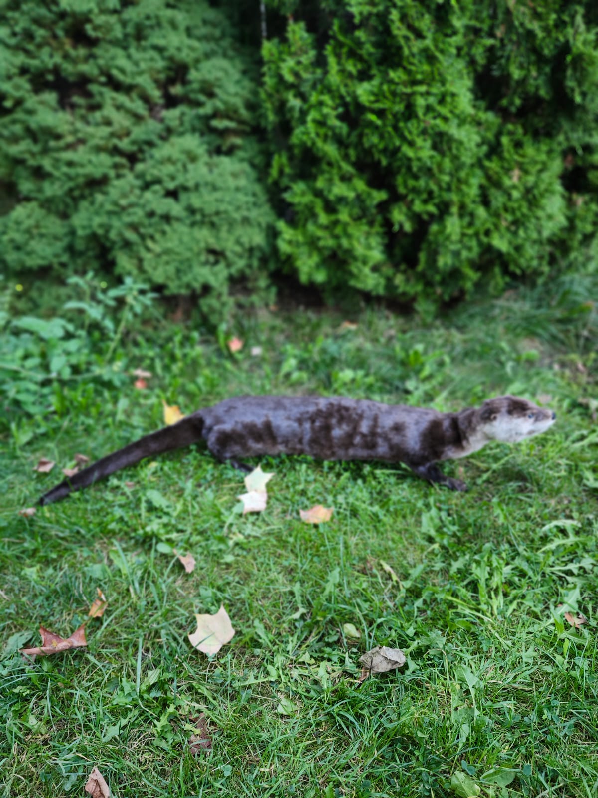 Fully Posable soft mount river otter taxidermy