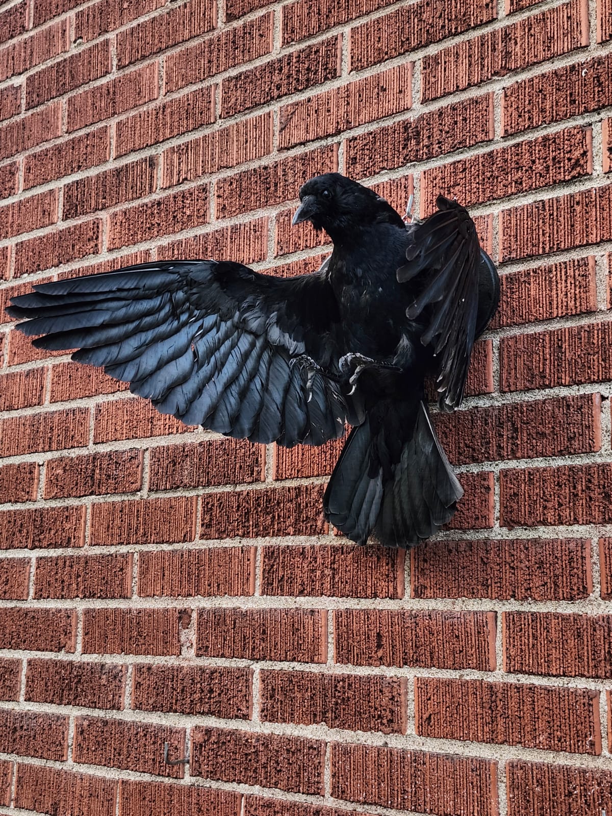 Flying wall mounted carrion crow taxidermy wall mounted