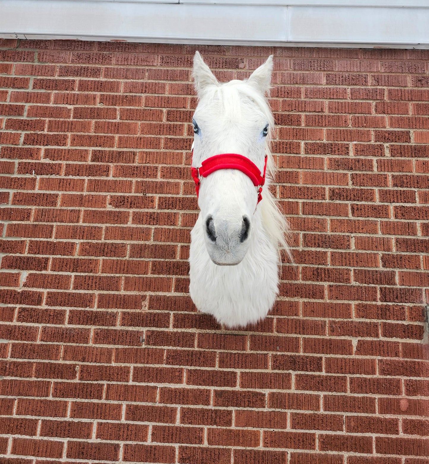 White shoulder mount horse taxidermy