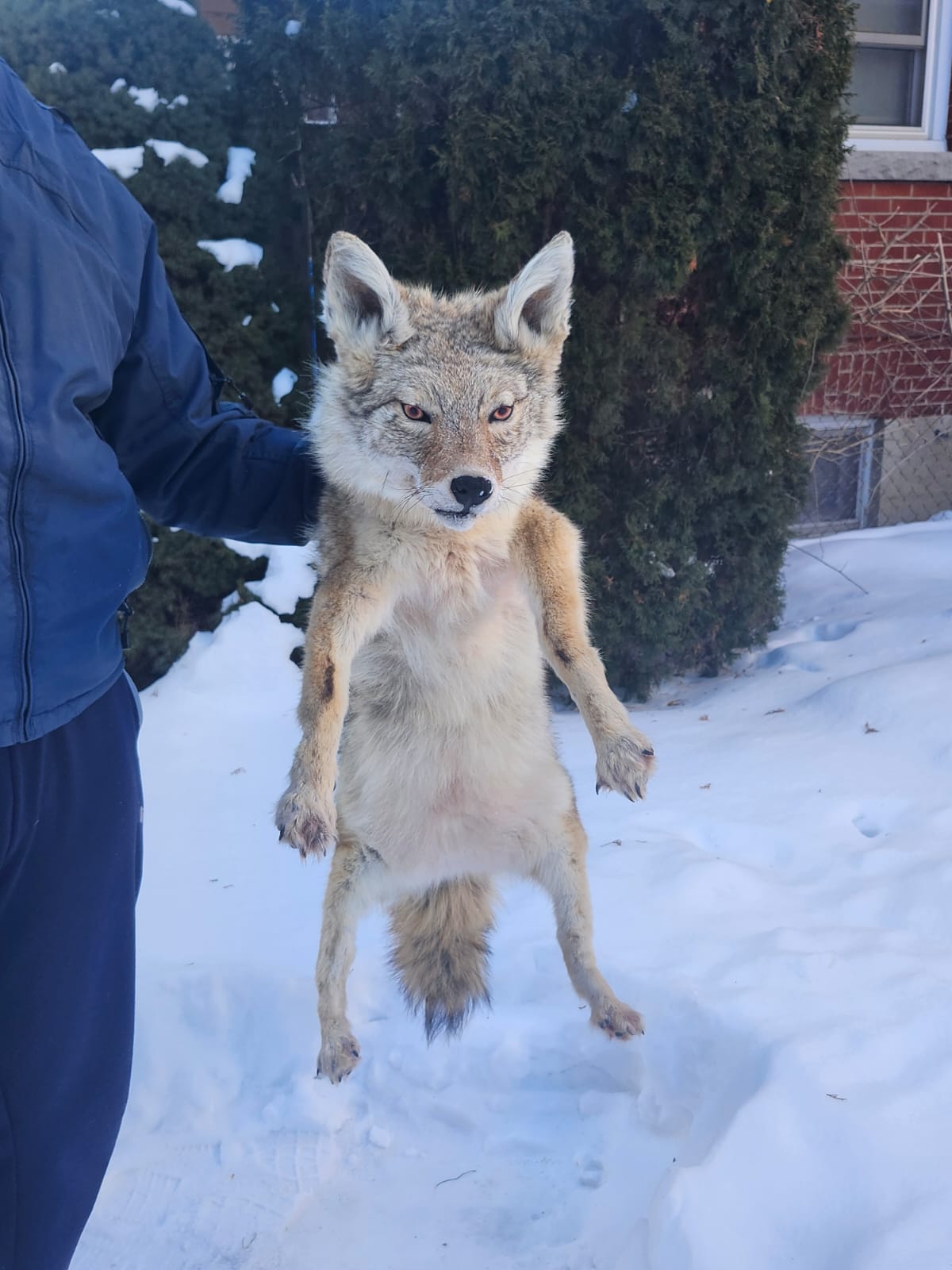 Pose-able soft mount coyote taxidermy