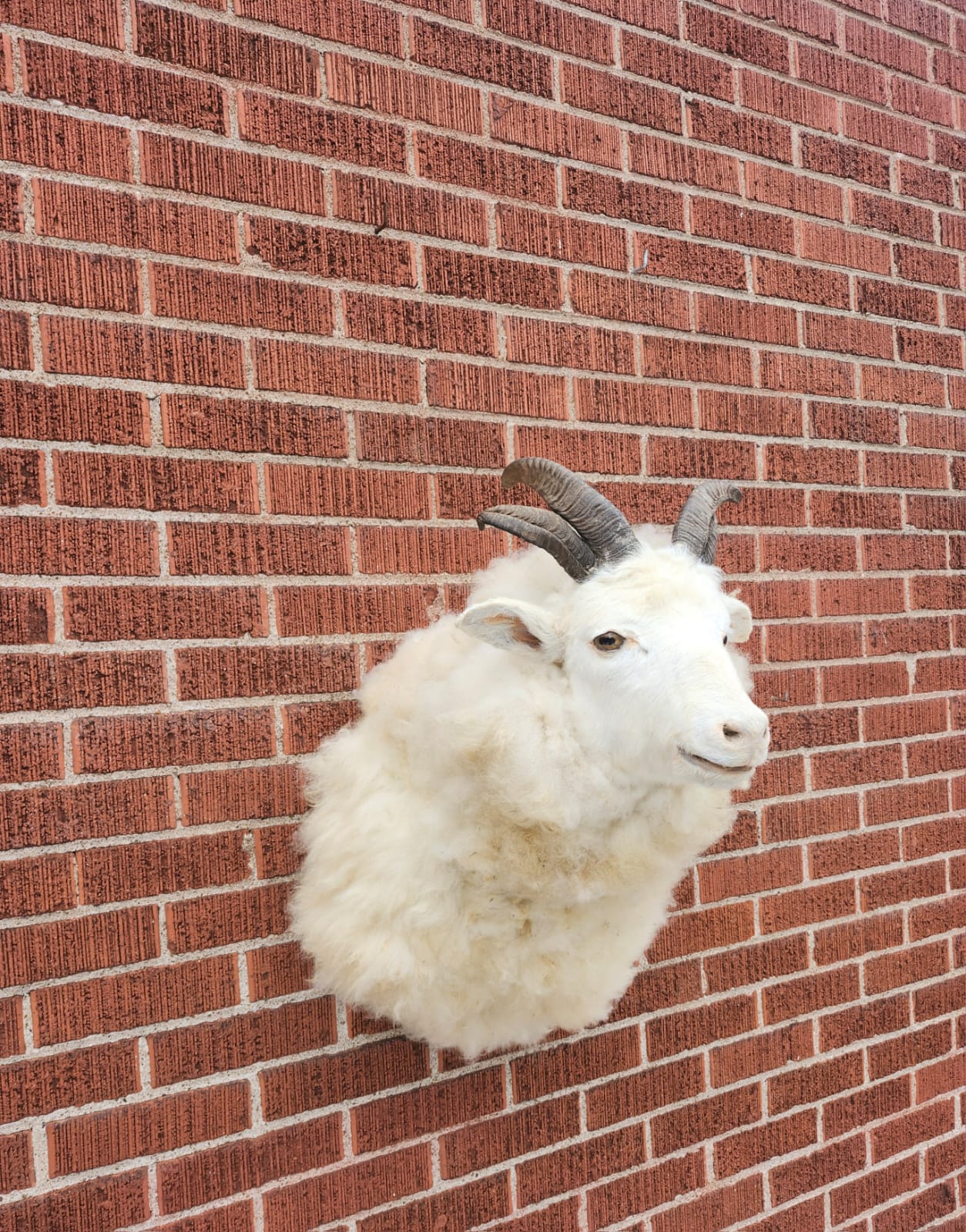 Shoulder mount four horned jacob sheep taxidermy