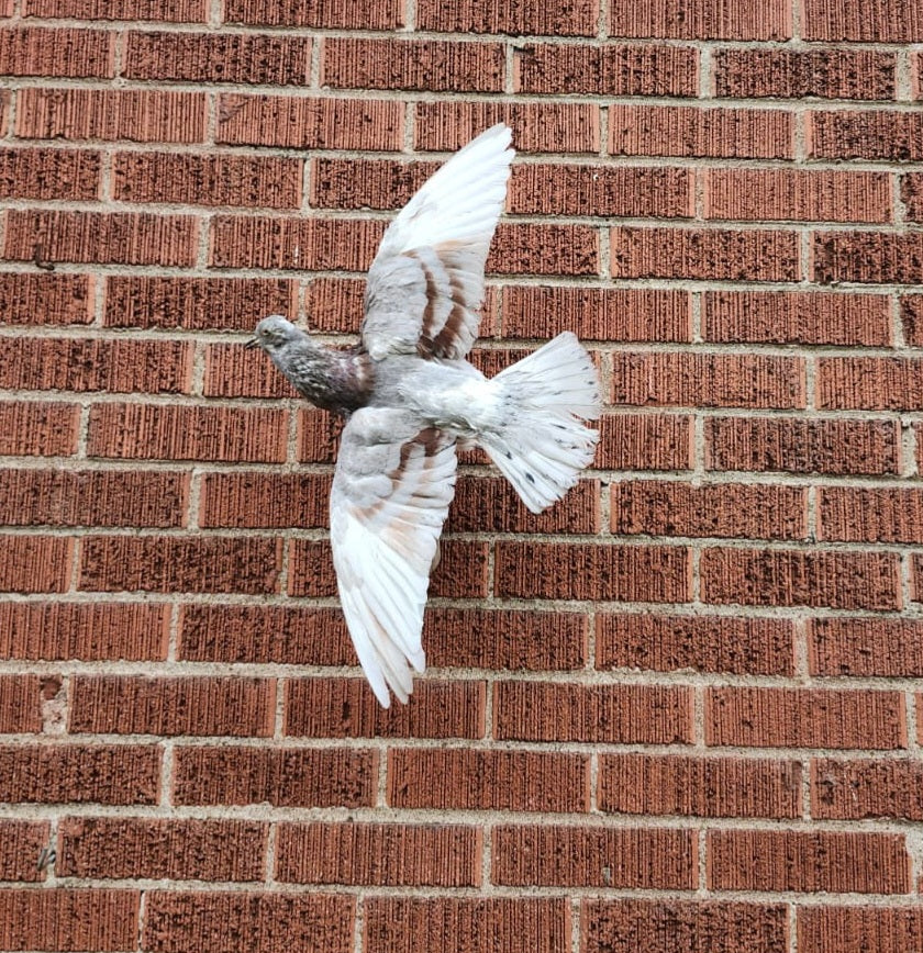 Flying wall mounted pigeon taxidermy