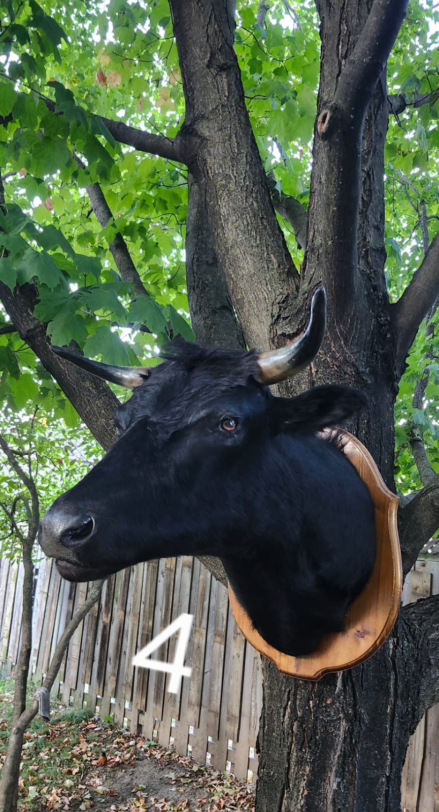 Shoulder mount black cow taxidermy