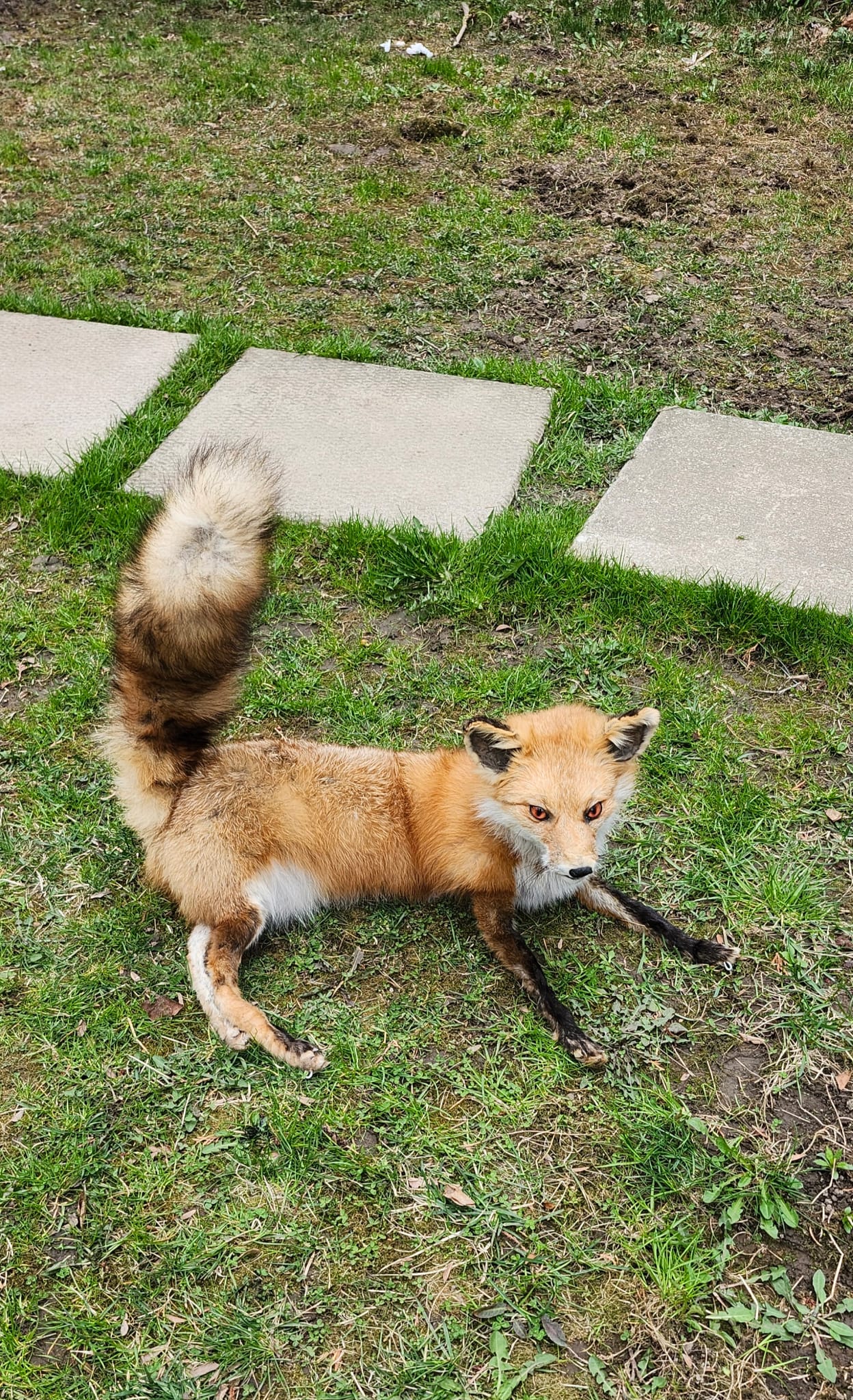 Posable soft mount fox taxidermy