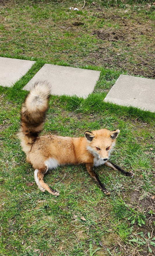 Posable soft mount fox taxidermy