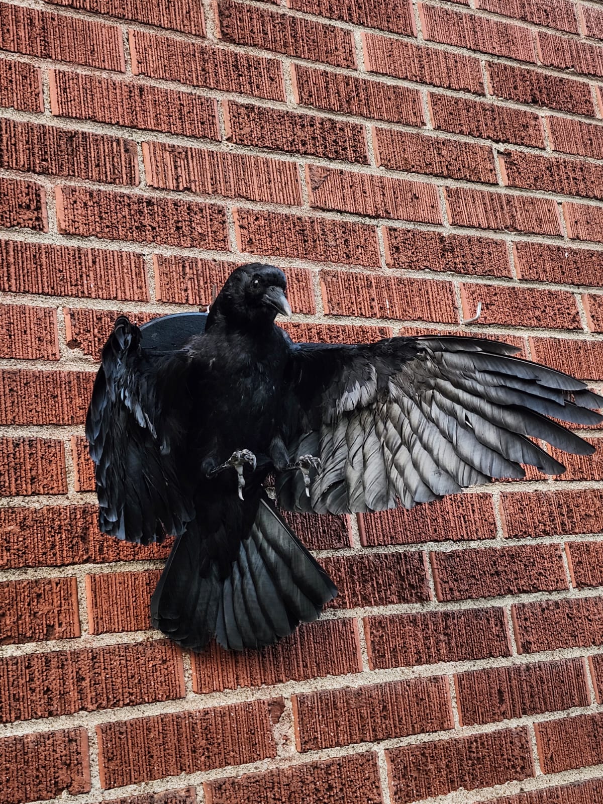Flying wall mounted carrion crow taxidermy wall mounted