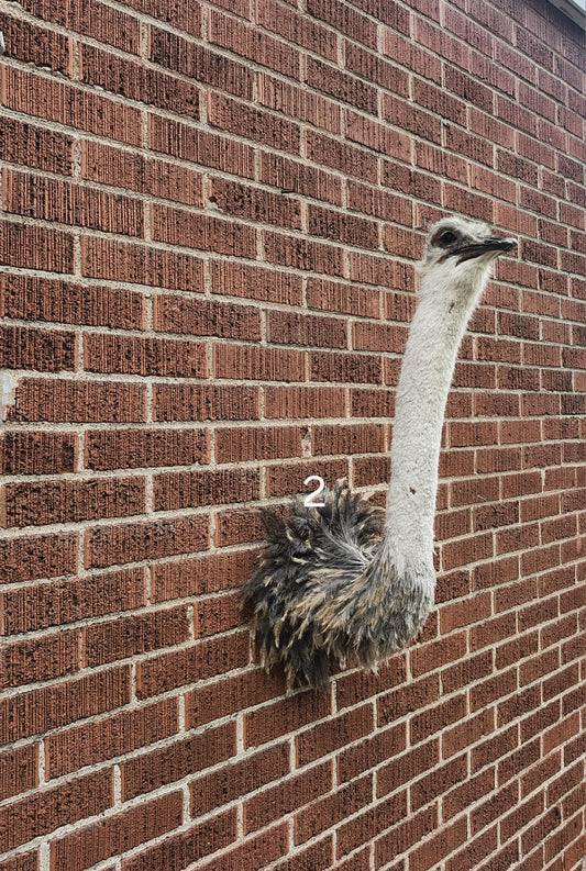 Ostrich taxidermy wall mounted