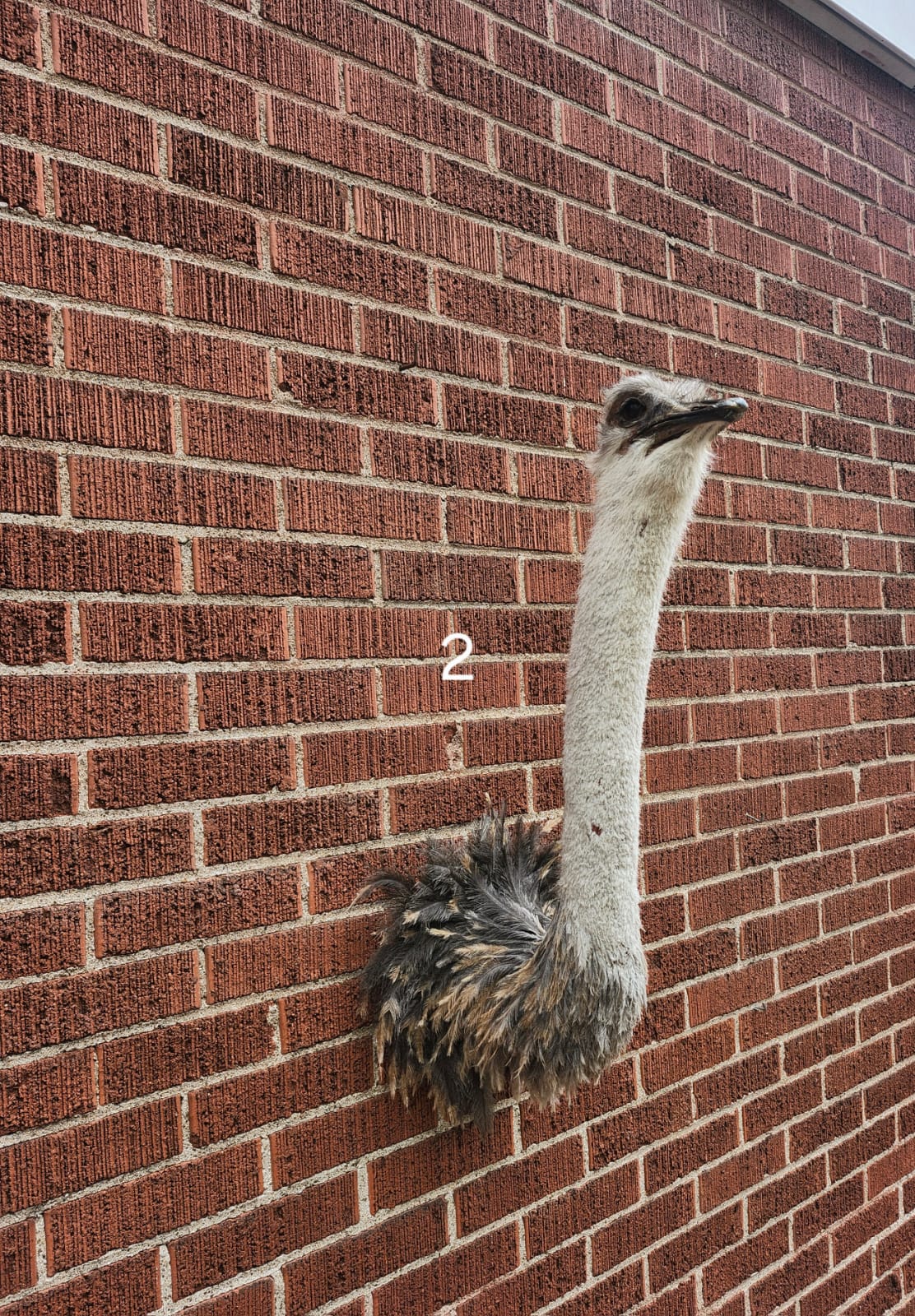 Ostrich taxidermy wall mounted