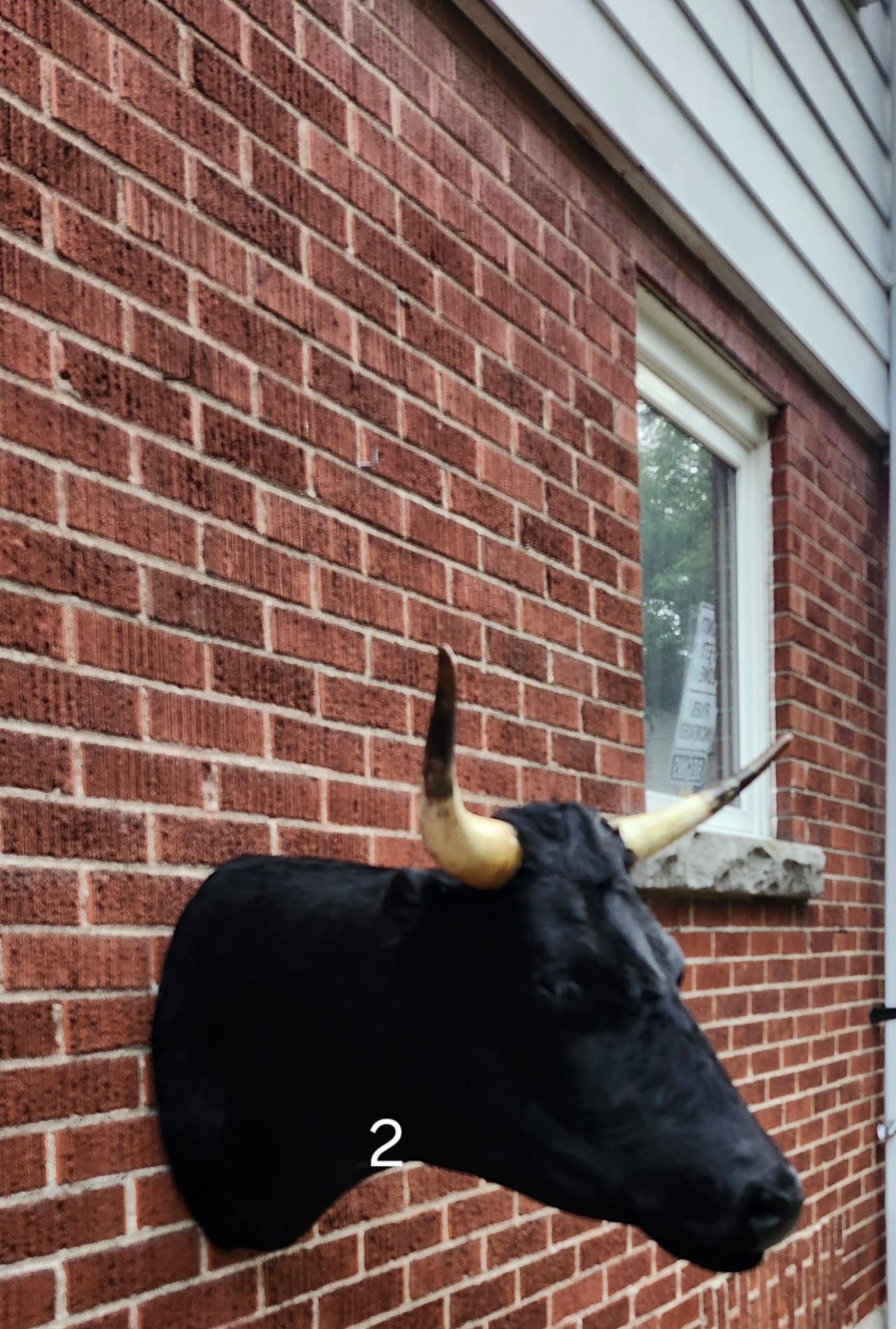 Black shoulder mount cow taxidermy