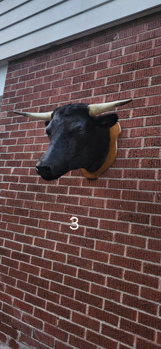 Black wall mount cow taxidermy
