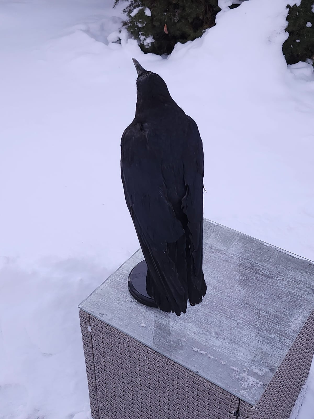 Carrion crow taxidermy