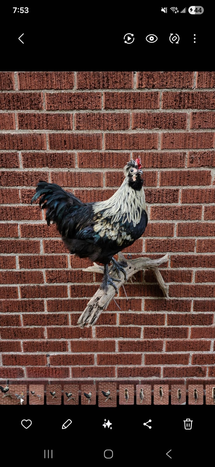 Wall mounted rooster taxidermy, chicken taxidermy