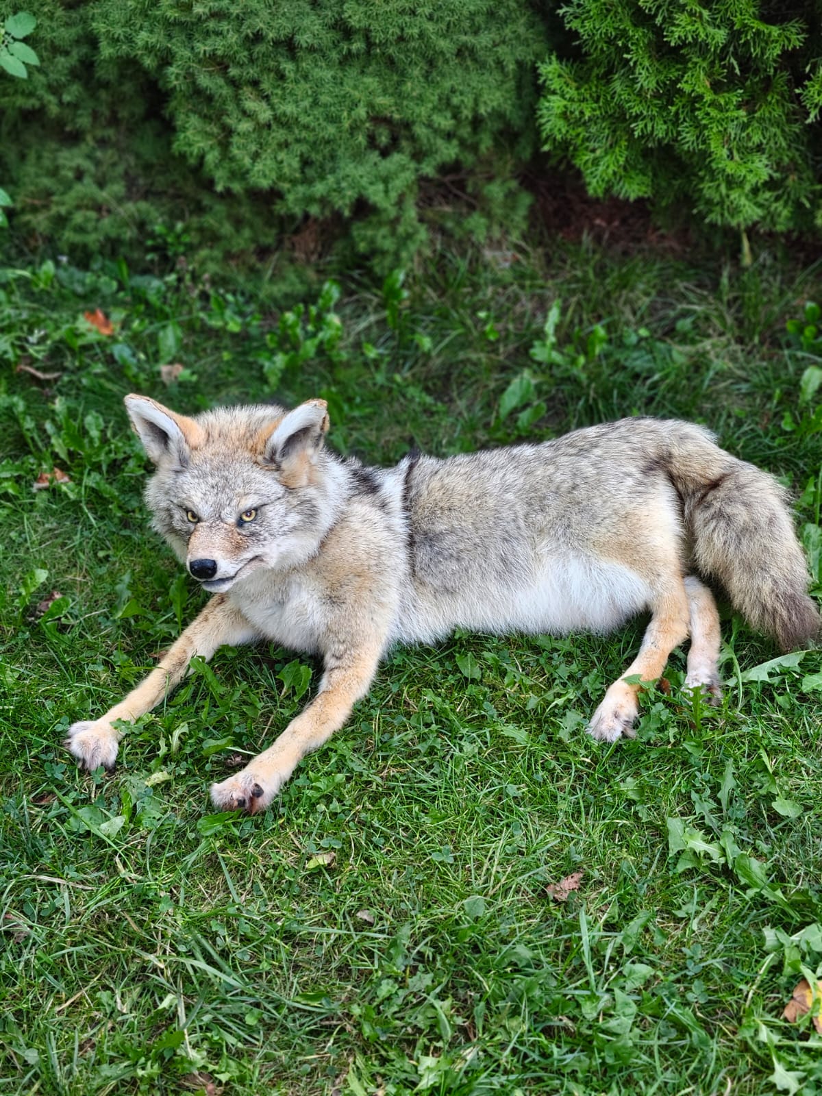 Fully posable soft mount coyote taxidermy