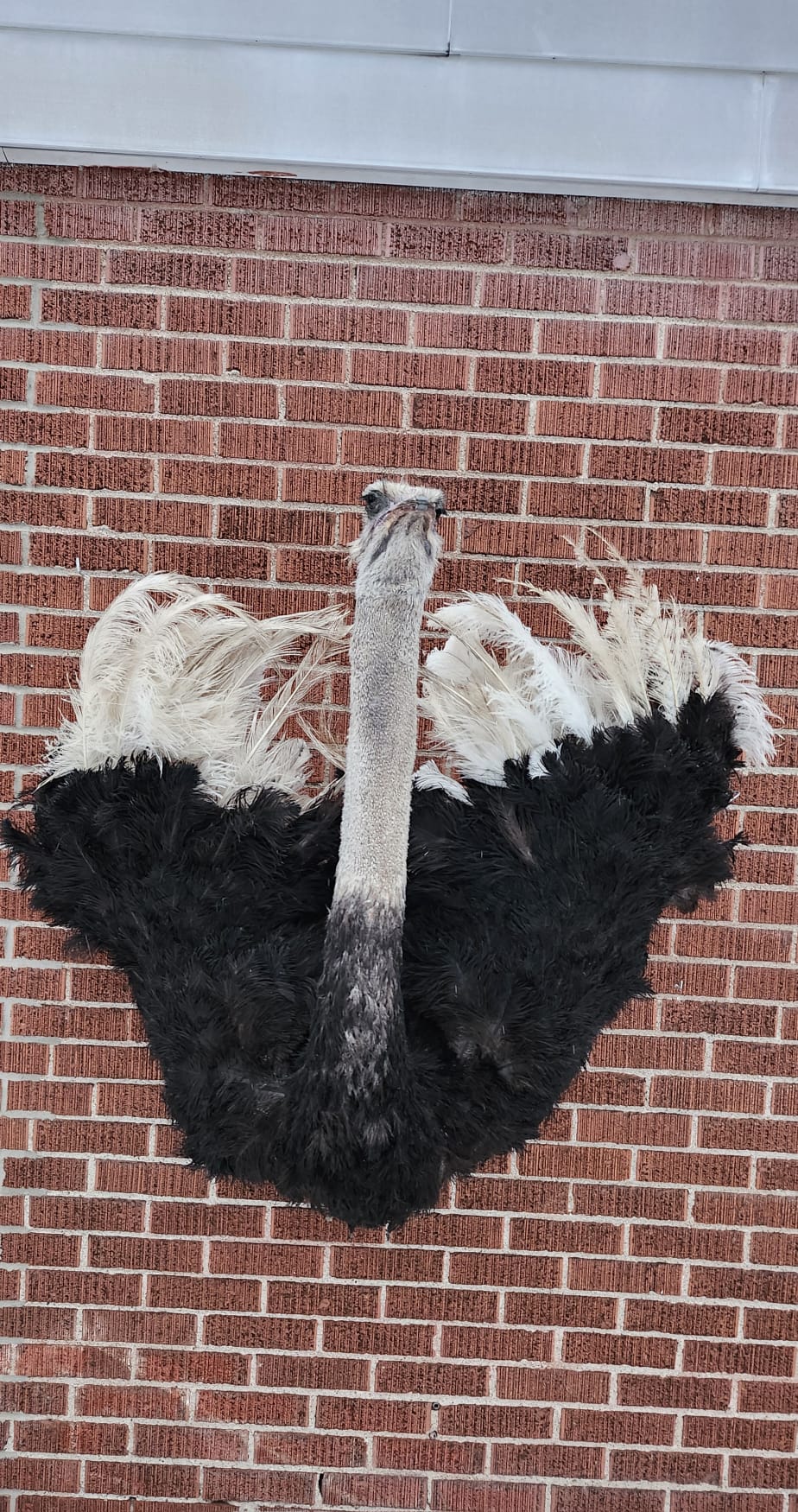 Wall mounted ostrich taxidermy