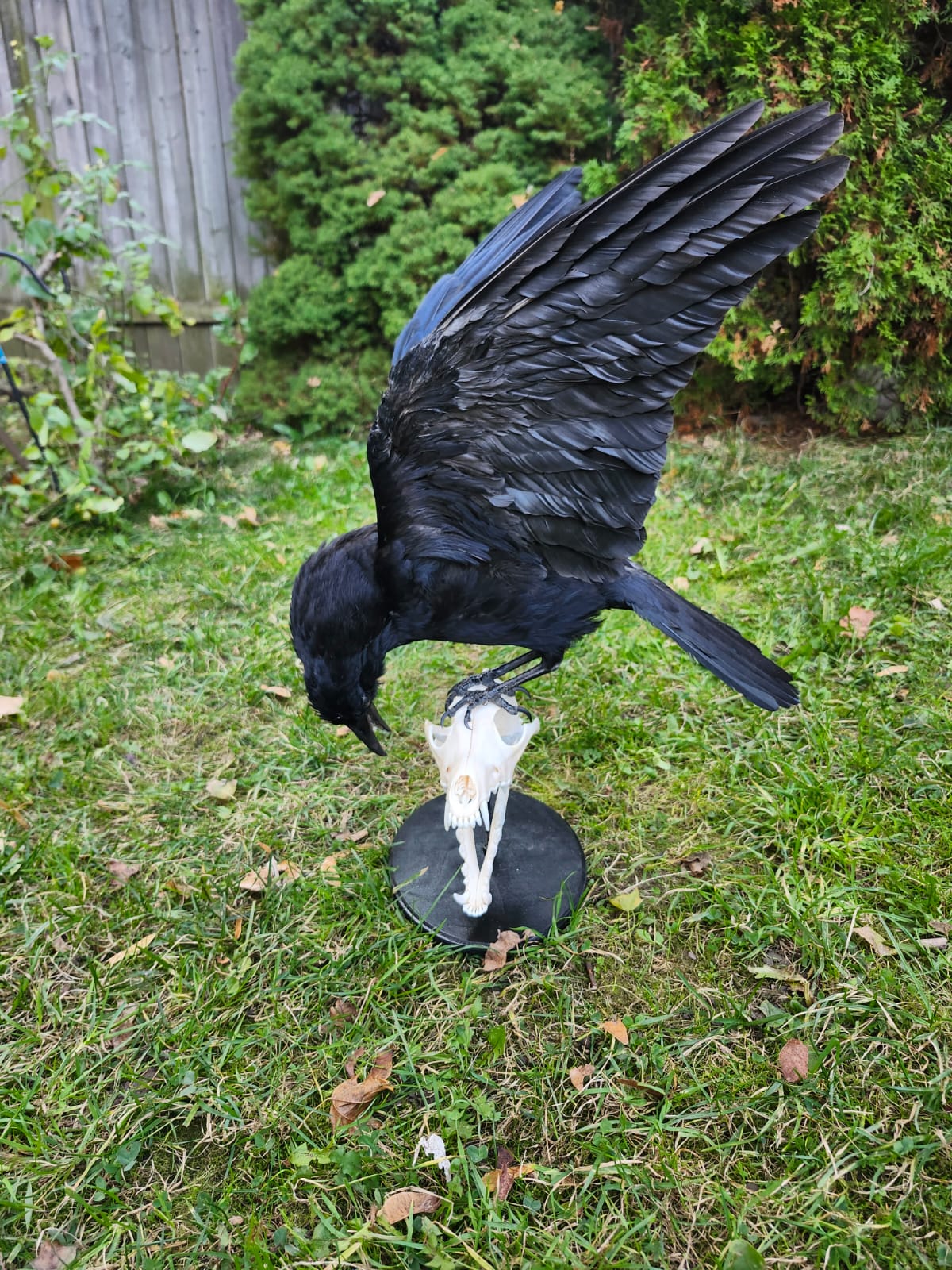 Carrion crow taxidermy standing on a coyote skull
