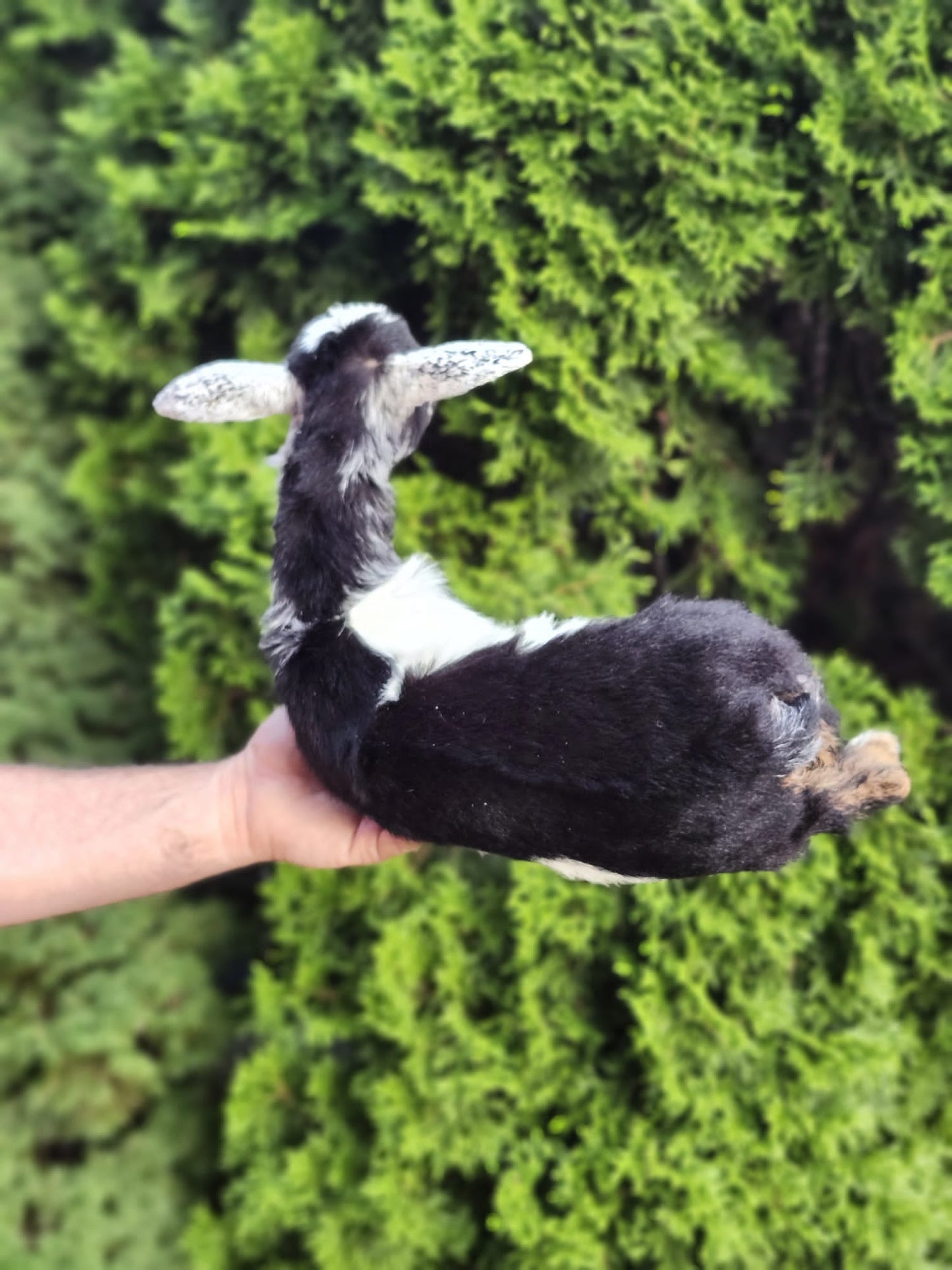 Fully posable soft mount baby goat taxidermy