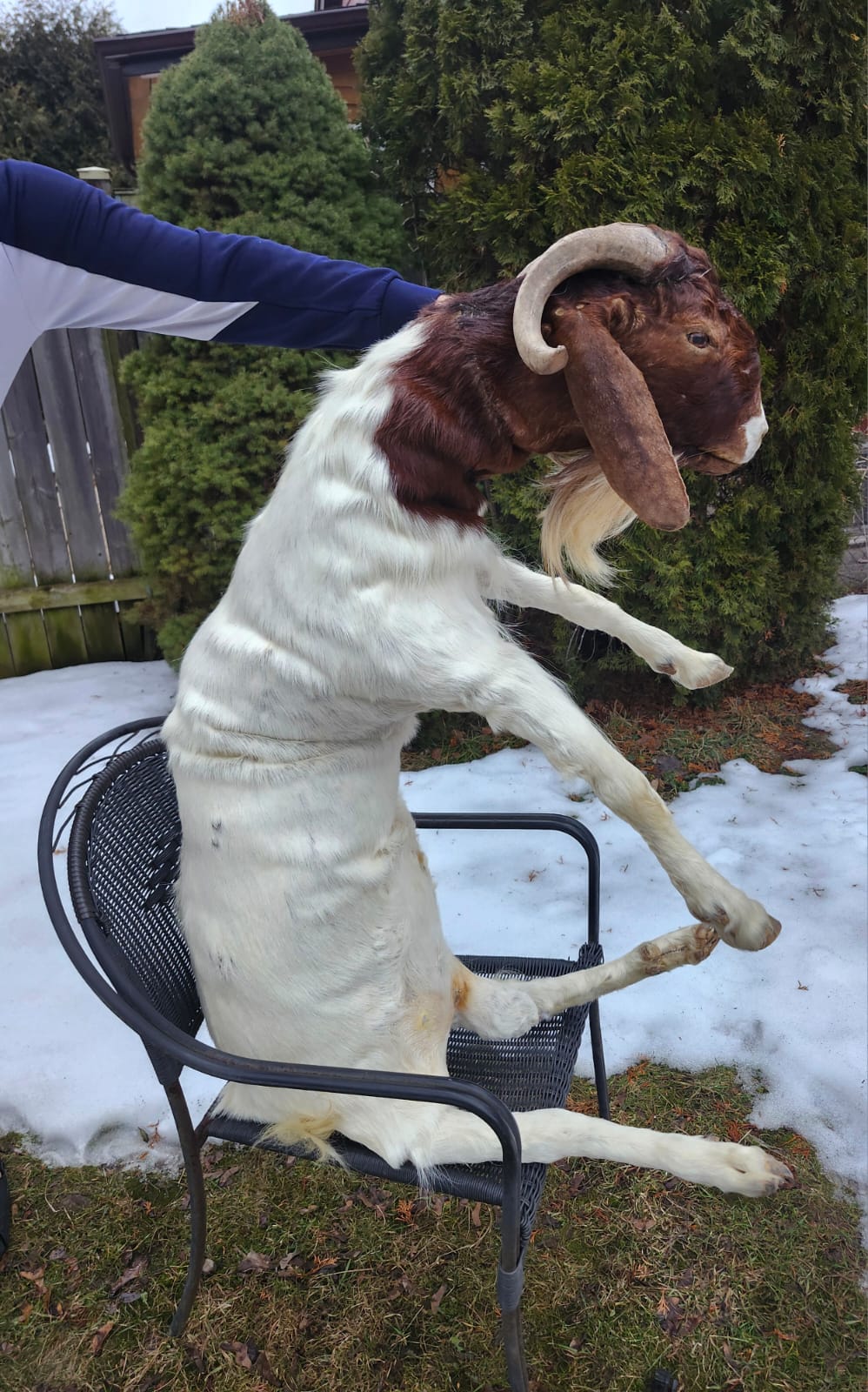 Soft mount very large goat taxidermy