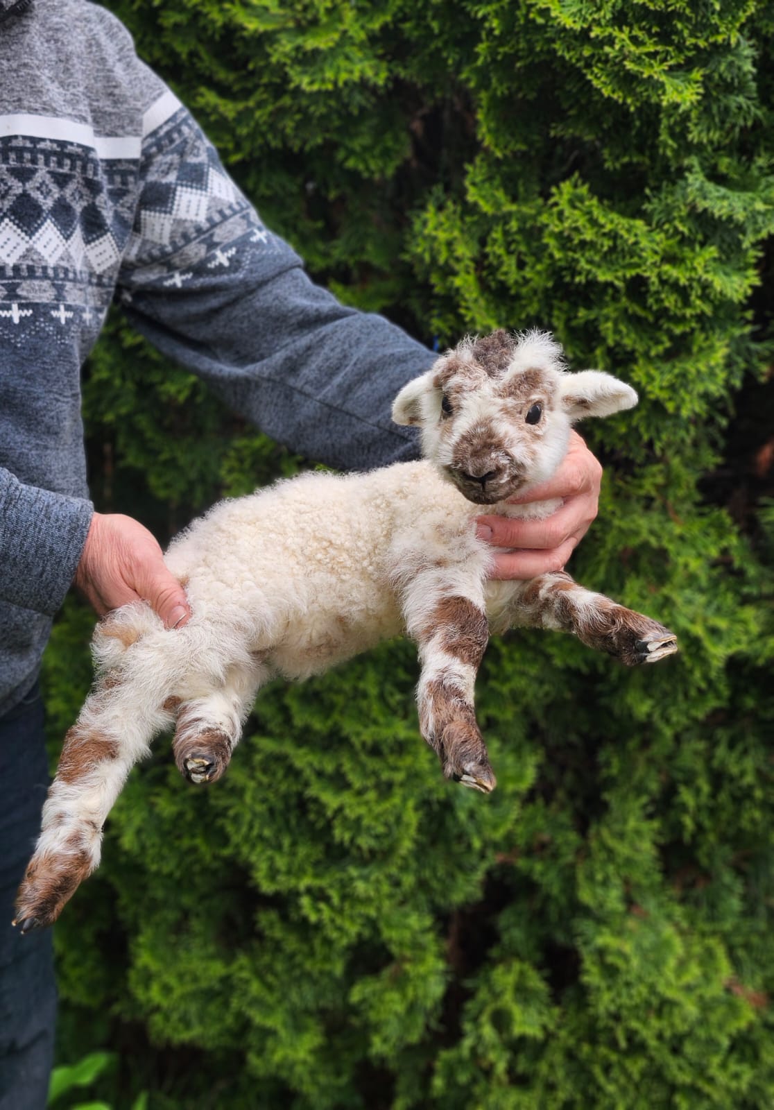 Floppy soft mount baby lamb taxidermy, goat, sheep taxidermy