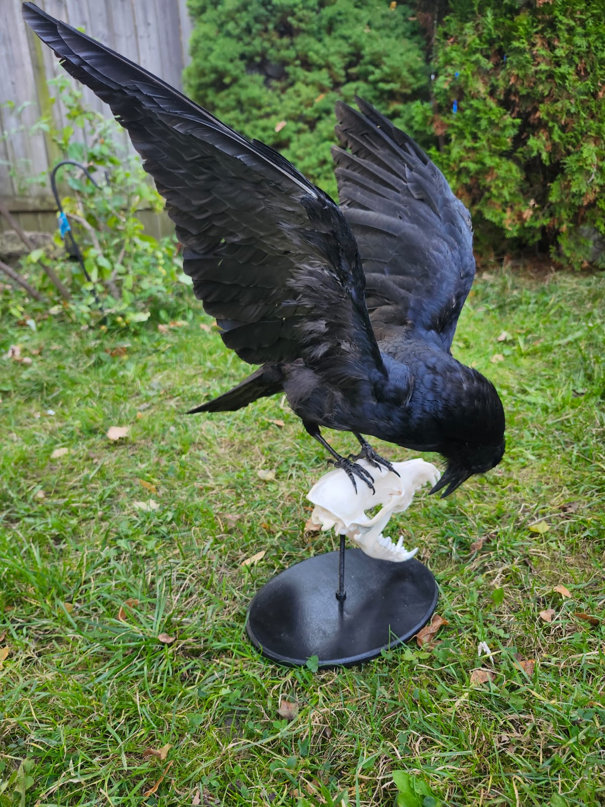 Carrion crow taxidermy standing on a coyote skull
