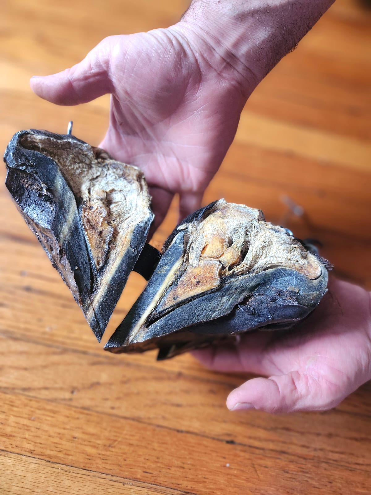 Educational horse hoof taxidermy